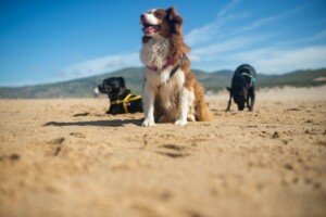 BONDI BEACH PETS